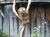 baumgeist2