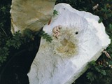 Schlafender Brunnen
